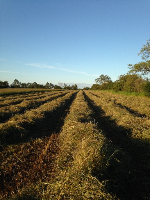 Running Rake Backwards to Ted Hay | Yesterday's Tractors Forums