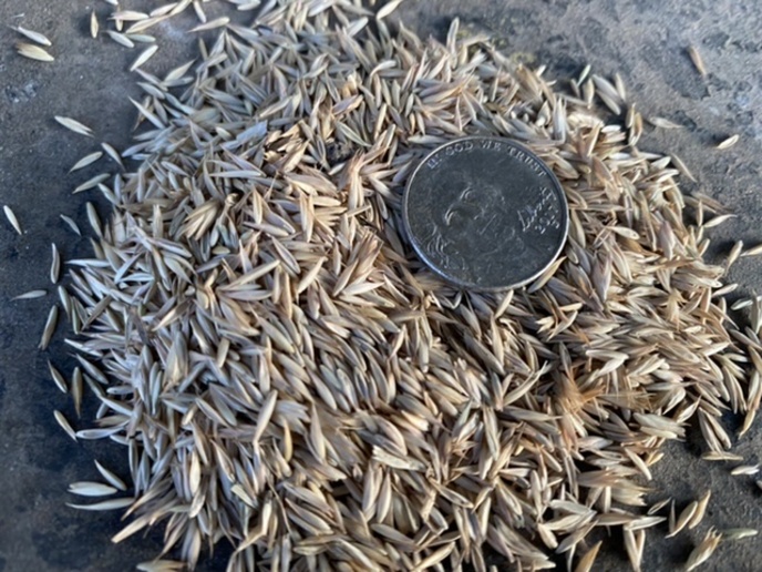 Grain drill single disc vs double disc Yesterday's Tractors Forums