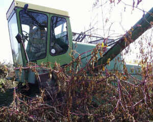 combine stuck in weeds